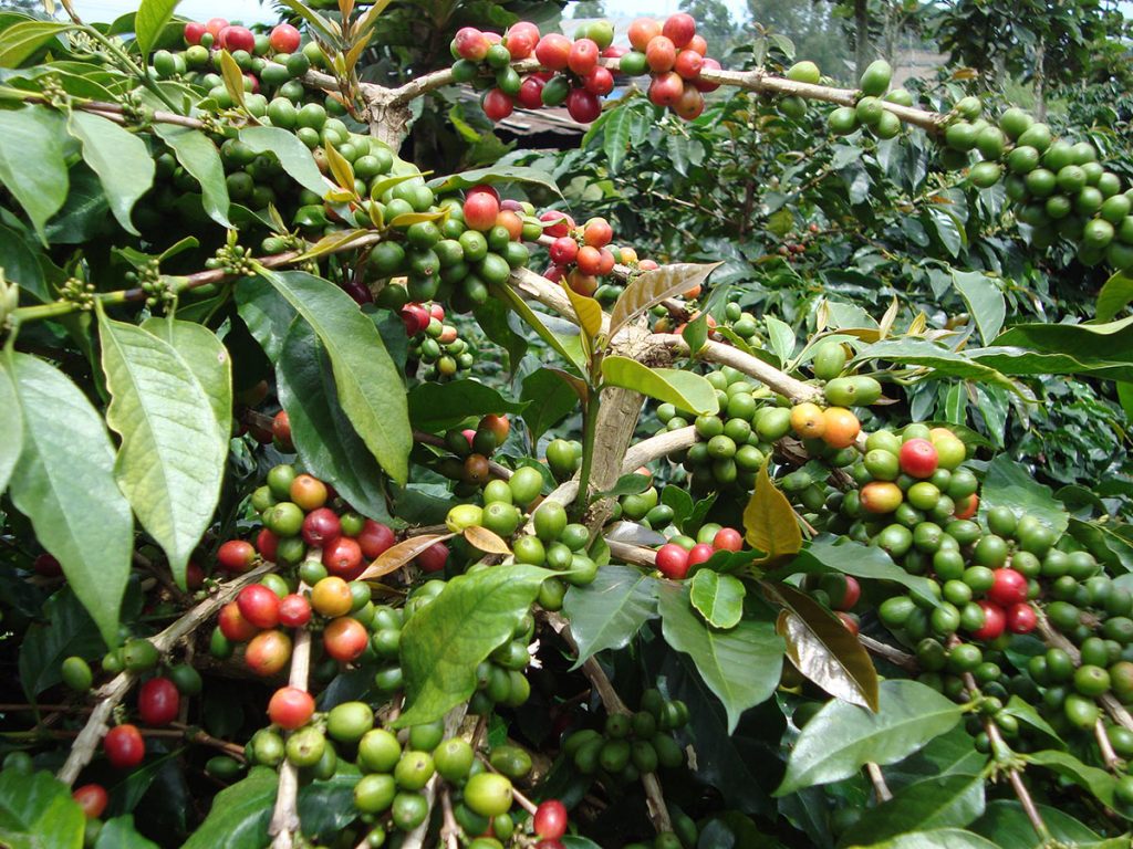 koffie-plant